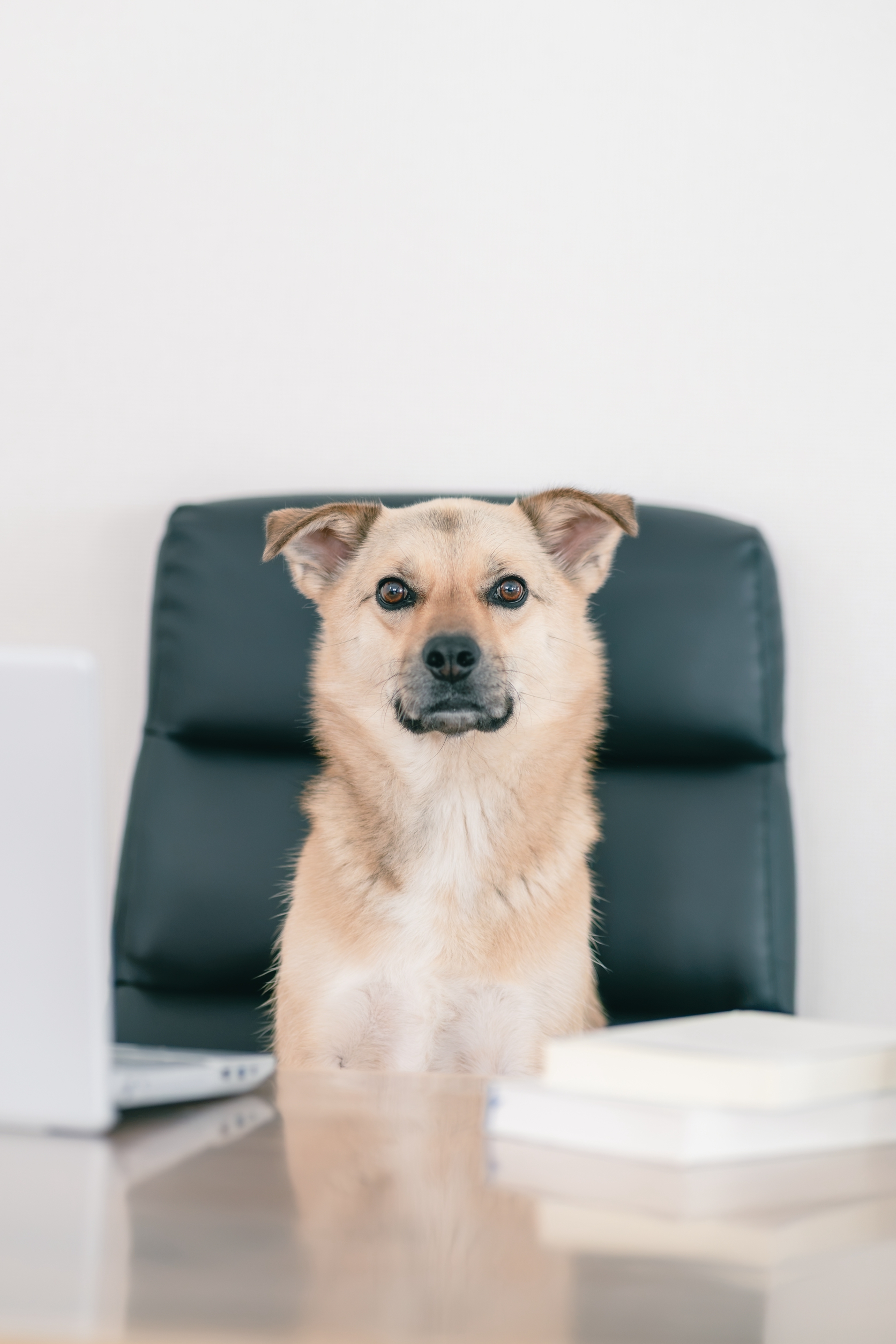 看板犬